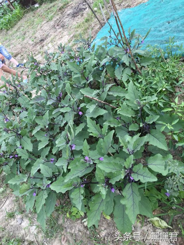 85后小伙子在外地打拼10年回農村老家給爸媽蓋的小別墅~