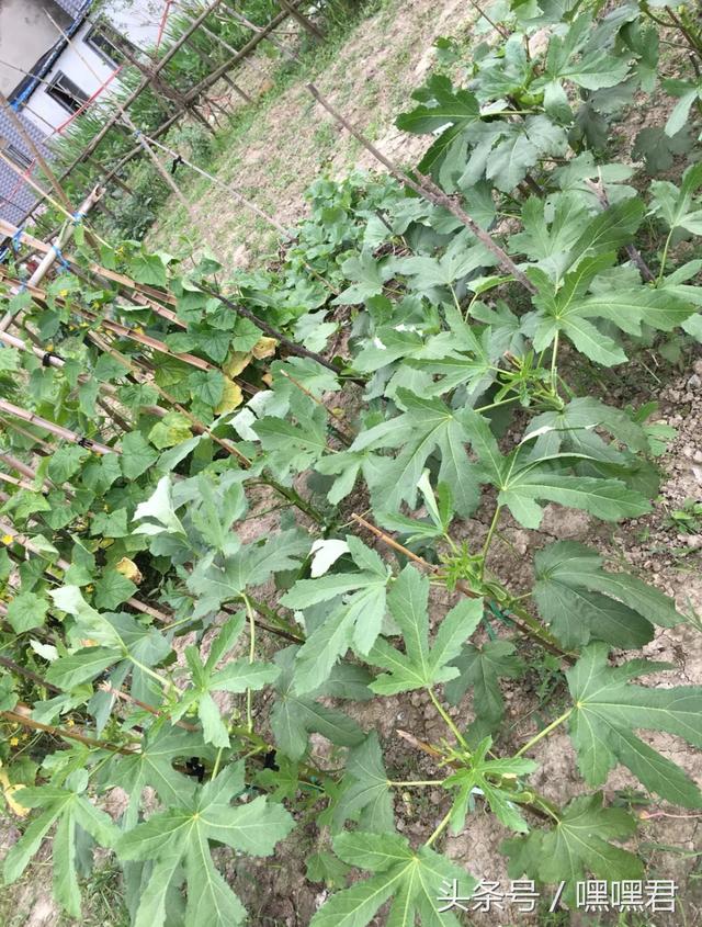 85后小伙子在外地打拼10年回農村老家給爸媽蓋的小別墅~