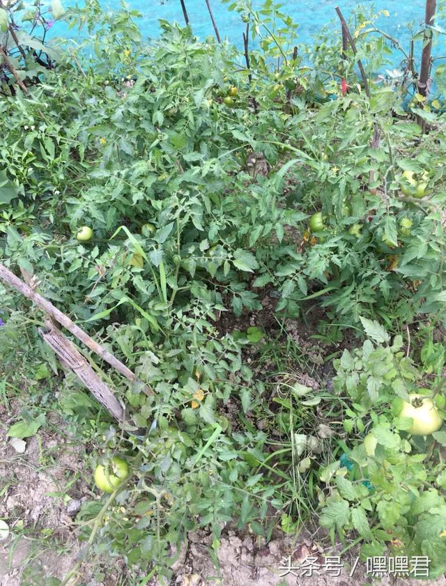 85后小伙子在外地打拼10年回農村老家給爸媽蓋的小別墅~