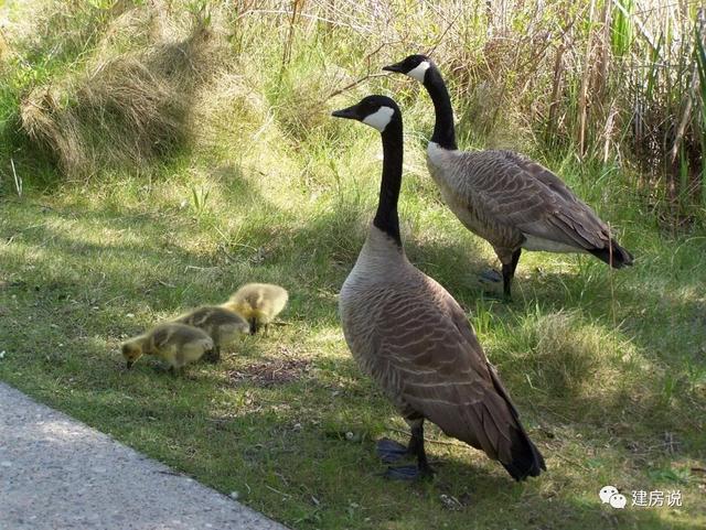 我在農村蓋的不是房
