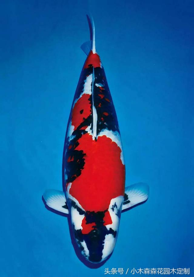 別墅花園之魚池設計