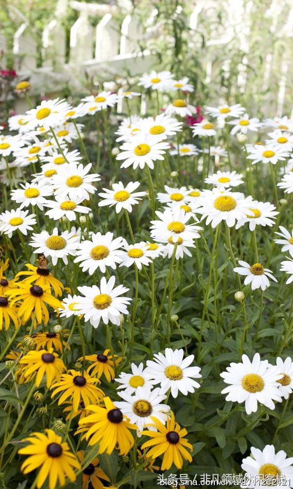 鄉(xiāng)村小別墅的風(fēng)景