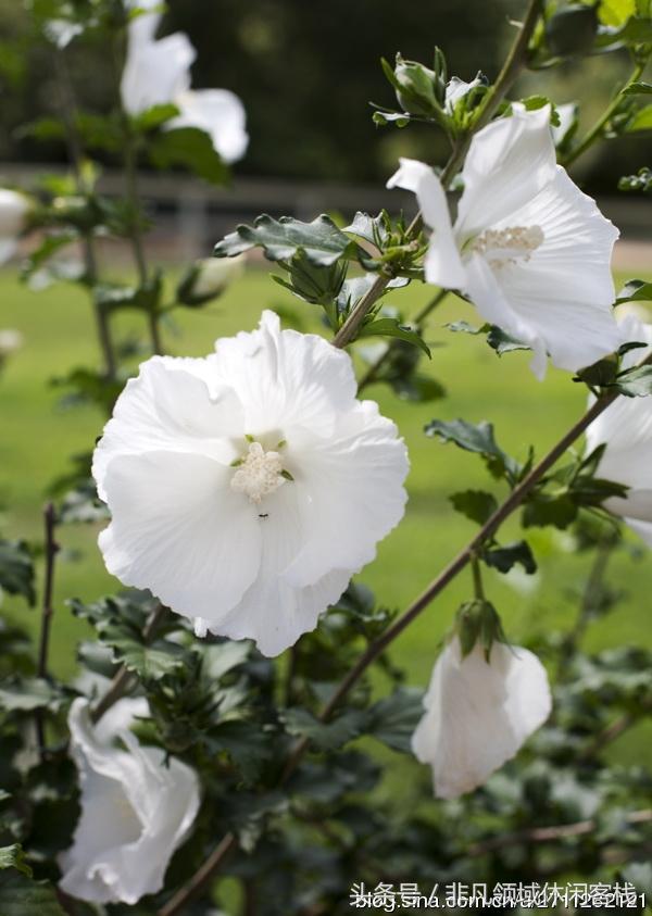 鄉(xiāng)村小別墅的風(fēng)景