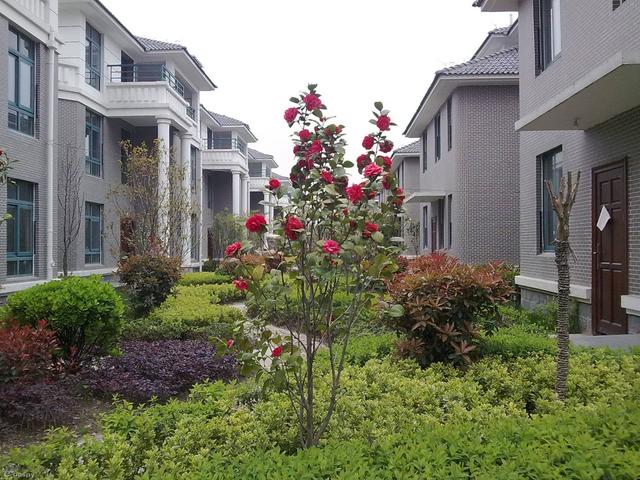 這3種房子別混淆 小產權房+宅基地房屋+商品房