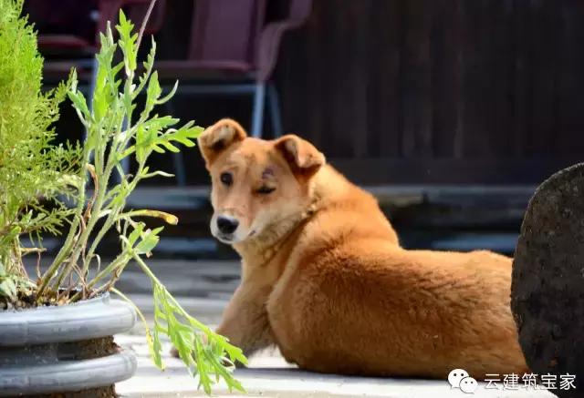 田園風景房，未來舒適生活的新標桿