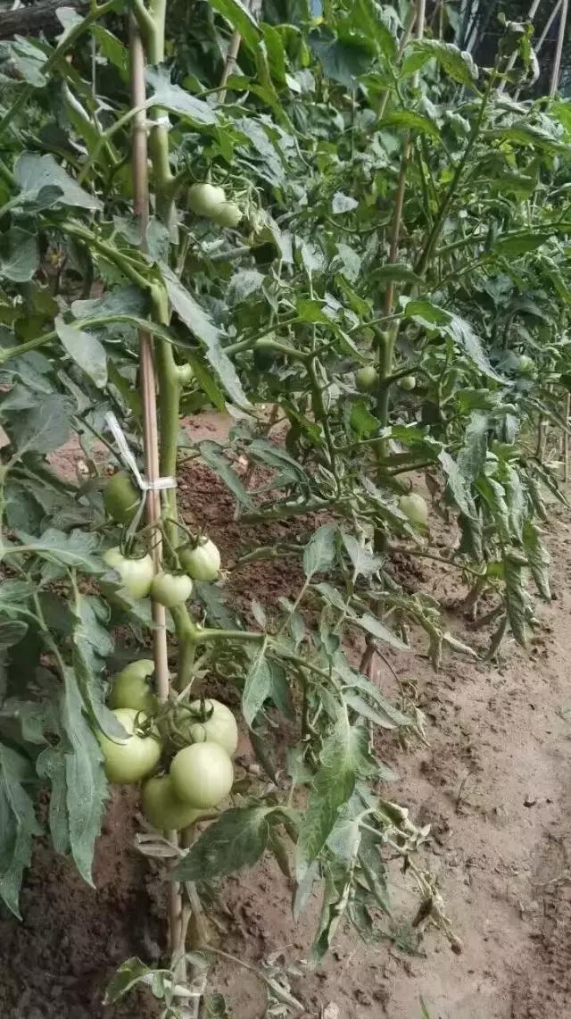 京郊的田園庭院，您也可以擁有