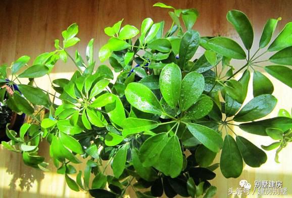 自建房不得不看的風(fēng)景常識，風(fēng)景看的好，福佑祖孫三代