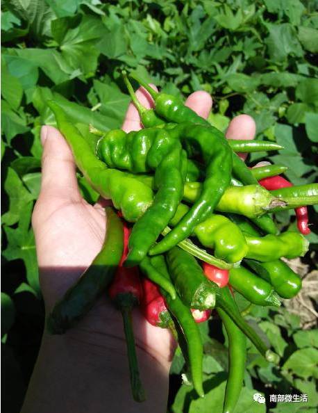 農村小伙自建一層小別墅過程全直播，自建房的可以看看哦