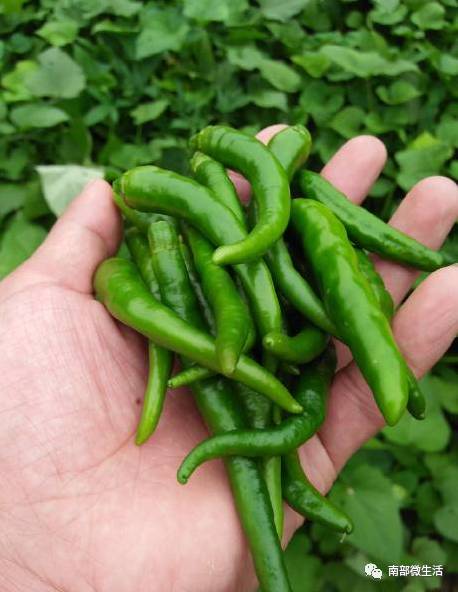 農村小伙自建一層小別墅過程全直播，自建房的可以看看哦