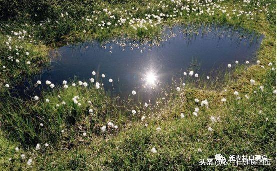 在院子里建池塘可千萬別亂來，避開這些坑不旺都不行！